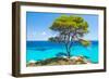 Pine Forest Tree by the Sea in Halkidiki, Greece-mazzzur-Framed Photographic Print