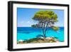 Pine Forest Tree by the Sea in Halkidiki, Greece-mazzzur-Framed Photographic Print