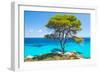 Pine Forest Tree by the Sea in Halkidiki, Greece-mazzzur-Framed Photographic Print