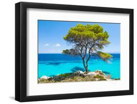 Pine Forest Tree by the Sea in Halkidiki, Greece-mazzzur-Framed Photographic Print