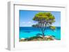 Pine Forest Tree by the Sea in Halkidiki, Greece-mazzzur-Framed Photographic Print