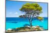 Pine Forest Tree by the Sea in Halkidiki, Greece-mazzzur-Mounted Photographic Print