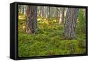 Canvas Black