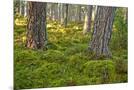 Wood Mount