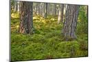 Wood Mount