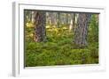 Chelsea White