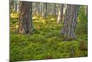 Wood Mount