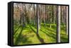 Pine Forest with the Sun Shining through the Trees-rtsubin-Framed Stretched Canvas