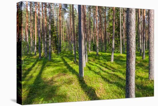 Pine Forest with the Sun Shining through the Trees-rtsubin-Stretched Canvas