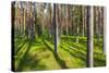 Pine Forest with the Sun Shining through the Trees-rtsubin-Stretched Canvas