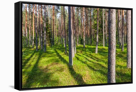 Pine Forest with the Sun Shining through the Trees-rtsubin-Framed Stretched Canvas