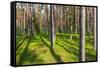 Pine Forest with the Sun Shining through the Trees-rtsubin-Framed Stretched Canvas