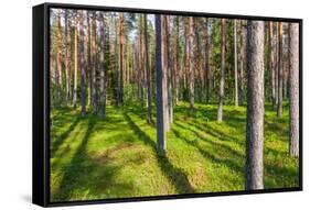 Pine Forest with the Sun Shining through the Trees-rtsubin-Framed Stretched Canvas