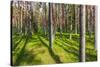 Pine Forest with the Sun Shining through the Trees-rtsubin-Stretched Canvas