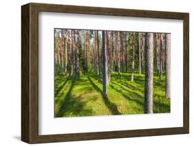 Pine Forest with the Sun Shining through the Trees-rtsubin-Framed Photographic Print