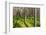 Pine Forest with the Sun Shining through the Trees-rtsubin-Framed Photographic Print