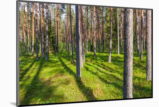 Pine Forest with the Sun Shining through the Trees-rtsubin-Mounted Photographic Print