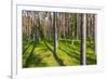 Pine Forest with the Sun Shining through the Trees-rtsubin-Framed Photographic Print