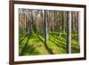 Pine Forest with the Sun Shining through the Trees-rtsubin-Framed Photographic Print