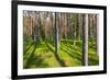 Pine Forest with the Sun Shining through the Trees-rtsubin-Framed Photographic Print