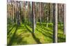Pine Forest with the Sun Shining through the Trees-rtsubin-Mounted Photographic Print