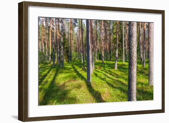 Pine Forest with the Sun Shining through the Trees-rtsubin-Framed Photographic Print