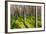 Pine Forest with the Sun Shining through the Trees-rtsubin-Framed Photographic Print