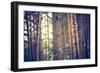 Pine Forest with Vintage Mood Effect-Milosz_G-Framed Photographic Print