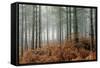 Pine Forest-Adrian Bicker-Framed Stretched Canvas