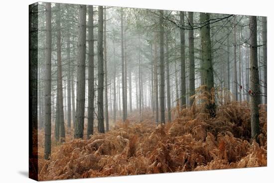 Pine Forest-Adrian Bicker-Stretched Canvas