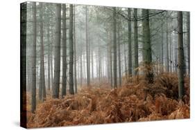 Pine Forest-Adrian Bicker-Stretched Canvas