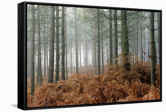 Pine Forest-Adrian Bicker-Framed Stretched Canvas