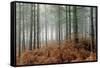 Pine Forest-Adrian Bicker-Framed Stretched Canvas