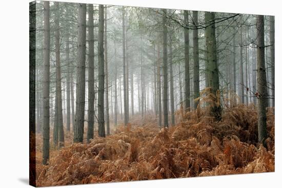 Pine Forest-Adrian Bicker-Stretched Canvas