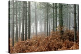 Pine Forest-Adrian Bicker-Stretched Canvas