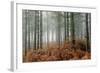 Pine Forest-Adrian Bicker-Framed Premium Photographic Print