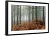 Pine Forest-Adrian Bicker-Framed Premium Photographic Print
