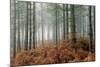 Pine Forest-Adrian Bicker-Mounted Premium Photographic Print