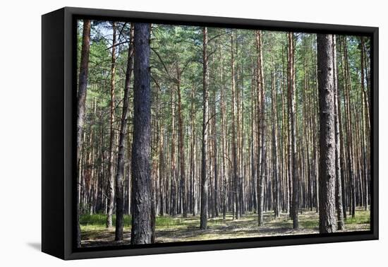 Pine Forest-Medwether-Framed Stretched Canvas