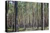 Pine Forest-Medwether-Stretched Canvas