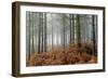 Pine Forest-Adrian Bicker-Framed Photographic Print