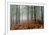 Pine Forest-Adrian Bicker-Framed Photographic Print