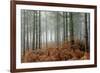 Pine Forest-Adrian Bicker-Framed Photographic Print