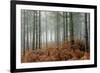 Pine Forest-Adrian Bicker-Framed Photographic Print