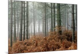 Pine Forest-Adrian Bicker-Mounted Photographic Print