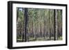 Pine Forest-Medwether-Framed Photographic Print