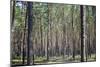 Pine Forest-Medwether-Mounted Photographic Print