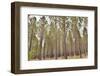 Pine Forrest-WernerL-Framed Photographic Print