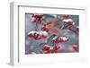 Pine Grosbeak male  (Pinicola enucleator)and traffic light Oulu, Finland, December-Markus Varesvuo-Framed Photographic Print