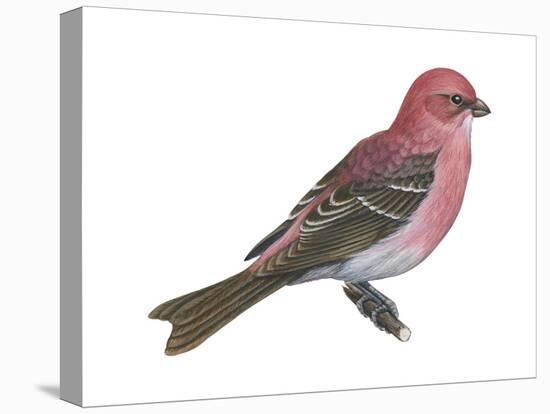 Pine Grosbeak (Pinicola Enucleator), Birds-Encyclopaedia Britannica-Stretched Canvas